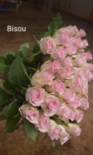 Bisou