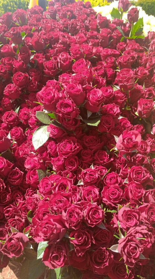 photo_2021-12-09_23-50-28