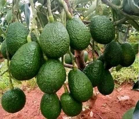 photo_2022-06-20_03-30-01